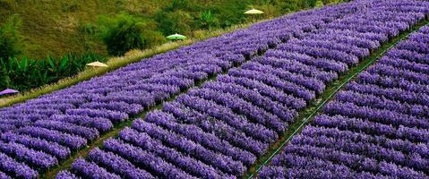 Margaret fiore campo su khao che, Tailandia bellissimo viola fiori, Margaret fiori, siamo popolare per piantare come ornamentale impianti. e trasmettere sincerità, vero amore foto