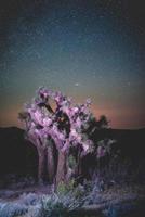 albero del deserto illuminato di notte foto