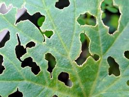 melone le foglie avere fori nel loro perché essi siamo attaccato di parassiti, Questo indica un' cattivo raccolto. foto