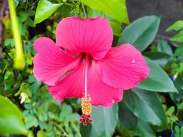 bellissimo rosso ibisco fiore su un' albero con sfocato sfondo, tiro di un' soleggiato mattina nel un' casa giardino. foto