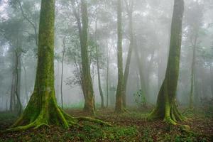 largo angolo tiro di Asia pioggia foresta e nebbioso con albero nel il mattina foto