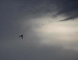 uccello che vola in un cielo tempestoso foto