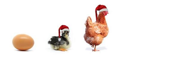 Natale pollo, pulcino e uovo. uovo, pollo e pulcino Natale e uno uovo isolato su bianca sfondo. foto