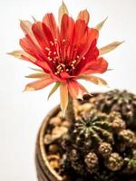 petalo delicato di colore rosso con soffice peloso di fiore di cactus echinopsis foto