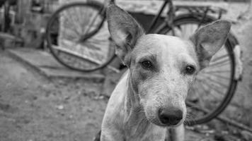 un' strada cane foto