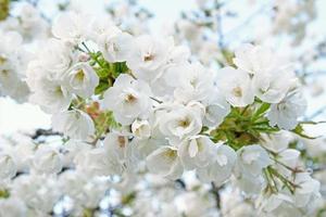 ramo di fioritura bianca fiori di ciliegia prugna albero nel presto primavera. sorprendente naturale floreale primavera bandiera o saluto carta, cartolina, manifesto. selettivo messa a fuoco foto