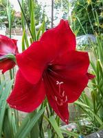 amarillide rosso Leone hippeastrum ibrido fiore foto