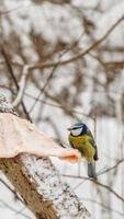eurasiatico blu tetta. uccello perching su un' pezzo di lardo su un' albero. alimentazione uccelli nel inverno. foto