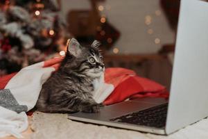 un' carino grigio gattino a casa è shopping in linea per Natale. un' gatto con un' il computer portatile per il nuovo anno. alto qualità foto