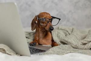 nano salsiccia bassotto nel nero bicchieri coperto con un' grigio coperta lavori, legge, sembra a un' il computer portatile. cane blogger. casa ufficio. foto