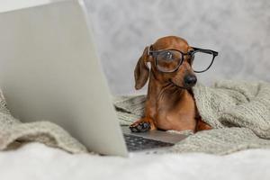 nano salsiccia bassotto nel nero bicchieri coperto con un' grigio coperta lavori, legge, sembra a un' il computer portatile. cane blogger. casa ufficio. foto