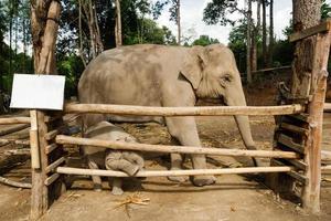 divertente due mesi bambino elefante con suo madre. chiang Mai Provincia, Tailandia. foto