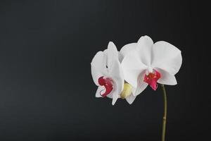 tropicale bianca orchidea su un' nero sfondo. gratuito spazio, copia-spazio foto