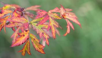 vicino su di le foglie svolta rosso e giallo nel autunno. il sfondo è verde. foto