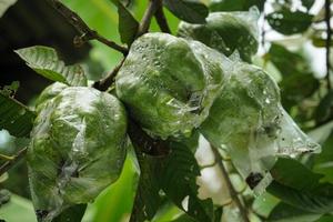 il cristallo guaiava frutta è ancora fresco su il albero coperto con plastica così quello esso è non mangiato di parassiti foto