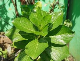 fresco le foglie di ortensia fiore impianti durante il giorno foto