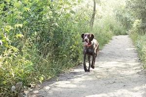 un' giovane a caccia cane di il kurz-haar razza corre lungo un' foresta sentiero nel il parco. estate tempo vacanza foto