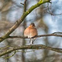 singolo fringuello su un albero in inverno foto