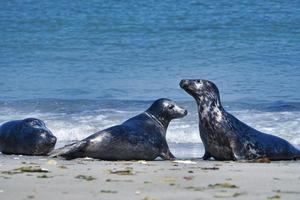 foca grigia sulla spiaggia di Helgoland - duna dell'isola foto