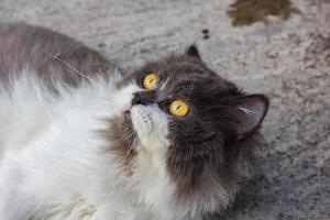 persiano gatto bianca e grigio seduta su calcestruzzo pavimento e Guarda dritto. foto