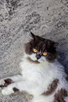 persiano gatto seduta su calcestruzzo pavimento e Guarda dritto. foto