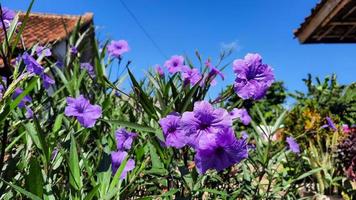 bellissimo viola fiori su un' blu cielo sfondo 02 foto