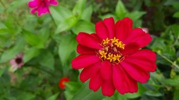 vicino su, bellissimo rosso fiori tra il verde le foglie 01 foto