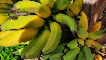 vicino su, giallastro verde Banana frutta su un vecchio Banana albero. alto qualità fotografie 06