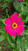 superiore angolo, meravigliosamente fioritura rosa fiori contro un' verde sfondo 02 foto