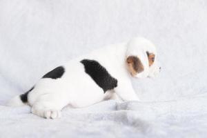 carino beagle cucciolo età uno mese seduta e guardare inoltrare. immagine avere copia spazio per annuncio pubblicitario o testo. foto