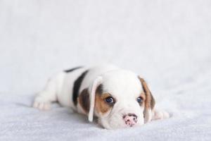 carino beagle cucciolo età uno mese seduta e guardare inoltrare. immagine avere copia spazio per annuncio pubblicitario o testo. foto