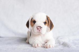 carino beagle cucciolo età uno mese seduta e guardare inoltrare. immagine avere copia spazio per annuncio pubblicitario o testo. foto