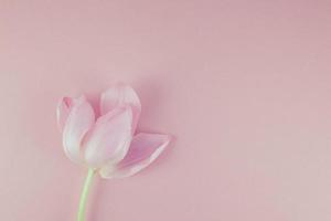 rosa tulipano con petali su rosa sfondo piatto posare foto