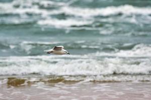 gabbiano, gabbiano volante al di sopra di mare sfondo foto