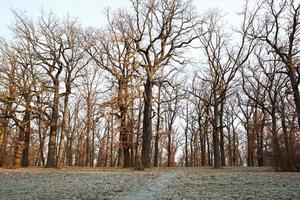 bellissimo foresta paesaggio nel in ritardo autunno, inverno foto