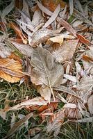 brina su il cespugli, su il autunno caduto le foglie e erba foto