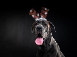 ritratto di un' purosangue cane nel un' cervo ramificazione cappello, evidenziato su un' nero sfondo. foto