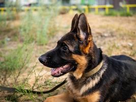 ritratto di un cucciolo di pastore tedesco. foto