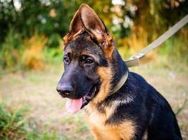 ritratto di un cucciolo di pastore tedesco. foto