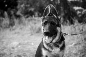 ritratto di un cucciolo di pastore tedesco. foto
