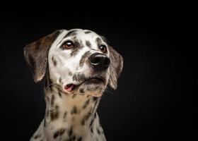 ritratto di un' dalmata cane, su un isolato nero sfondo. foto