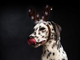 ritratto di un' dalmata cane nel un' Santa Claus cappello, evidenziato su un' nero sfondo. foto