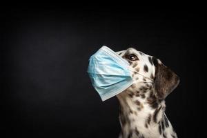 ritratto di un' dalmata razza cane nel un' protettivo medico maschera, su un' nero sfondo. foto