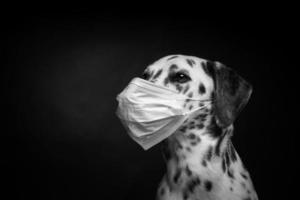 ritratto di un' dalmata razza cane nel un' protettivo medico maschera, su un' nero sfondo. foto