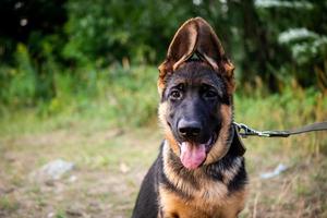 ritratto di un cucciolo di pastore tedesco. foto