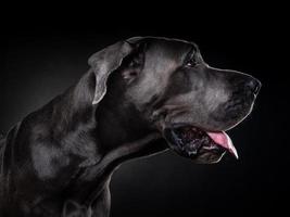 ritratto di un cane danese, su uno sfondo nero isolato.