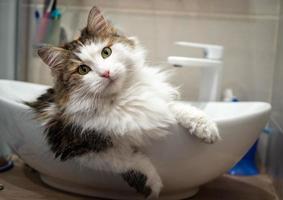 un gatto di razza è seduto nel lavandino, in bagno. foto