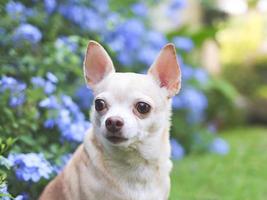 Marrone corto capelli chihuahua cane seduta su verde erba nel il giardino con viola fiori terra nera, guardare lontano curiosamente, copia spazio. foto