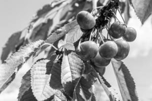 fotografia su tema bellissimo frutta ramo ciliegia albero foto