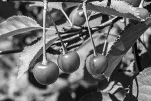 fotografia su tema bellissimo frutta ramo ciliegia albero foto